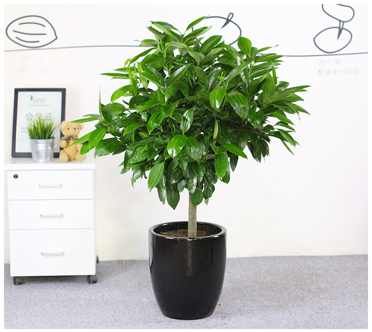 花卉绿植租赁费用平安树租赁价格