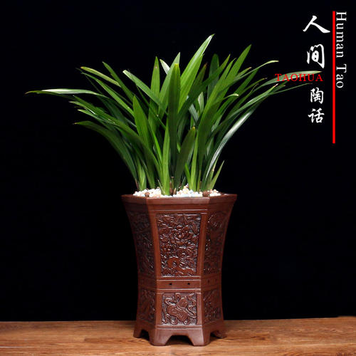 西安高端绿植出租【墨兰】租赁费用