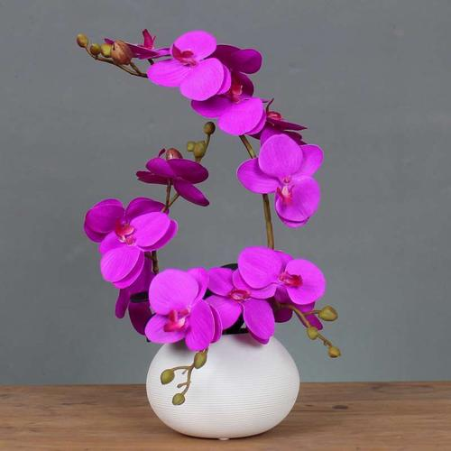 高端花卉【蝴蝶兰】租赁费用